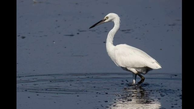 Canon EOS 90D Photography 18mm-135mm Len's/Canon ESO 90D Review смотреть онлайн