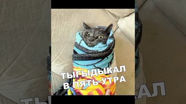 В моего кота вселился вес ! #мем Смешные картинки /  #приколы с озвучкой ?
