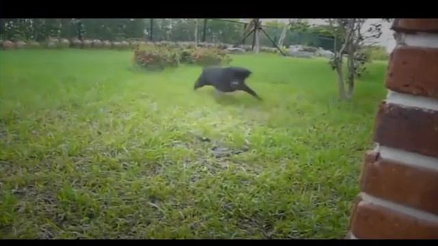 Pitbull Kills Python Real Kill,Anaconda vs Dogs,python,snake,anaconda,dog смотреть онлайн