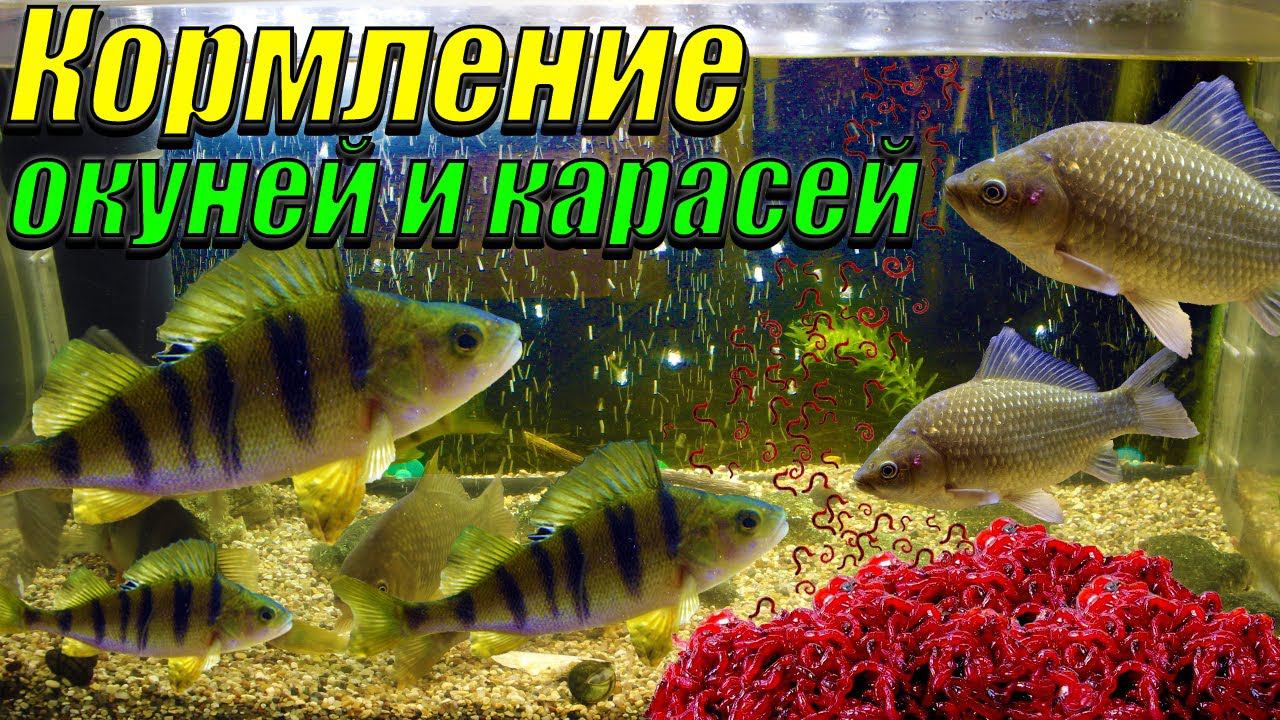 Кормление карасей и окуней в аквариуме мотылём смотреть онлайн