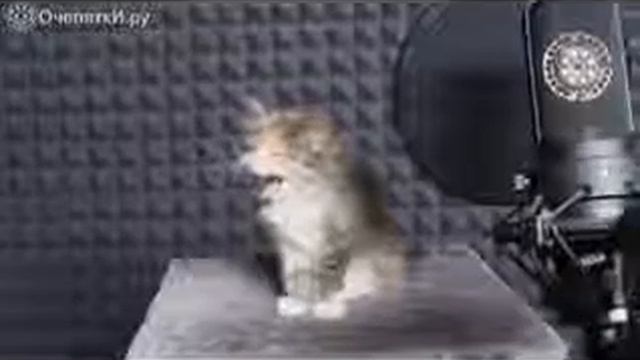 New Песенка от котят смотреть онлайн