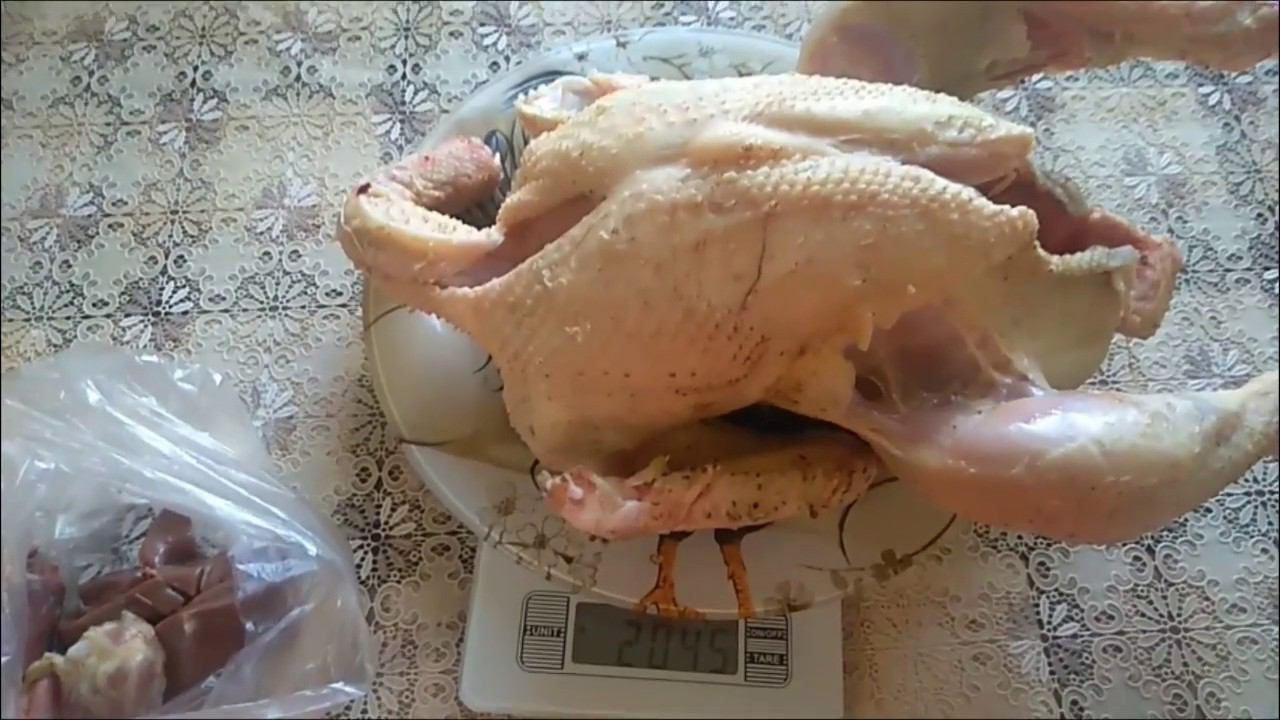 ИНДЮШАТАМ 6 НЕДЕЛЬ, взвешивание Одного индюшонка вынуждено убрали смотреть онлайн