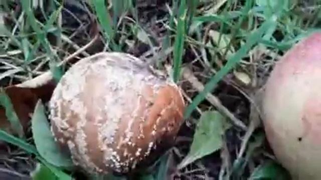 Яблоки гниют на дереве (МОНИЛИОЗ, ПЛОДОВАЯ ГНИЛЬ)