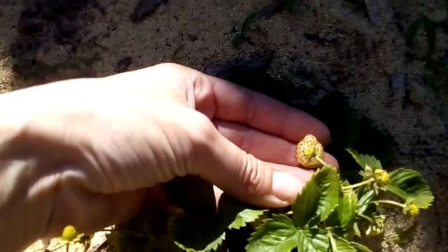 #Земляника# белая.