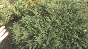 Ель обыкновенная «Нидиформис» (Picea abies «Nidiformis»)