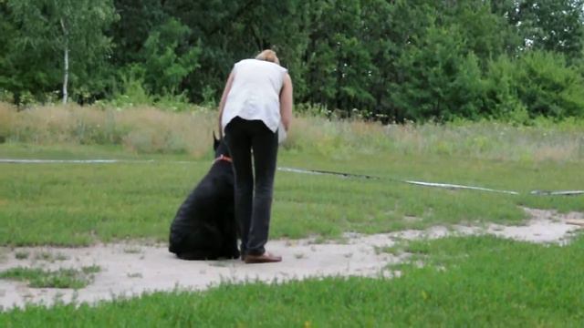Ризеншнауцер Маргаритка. Выборка.