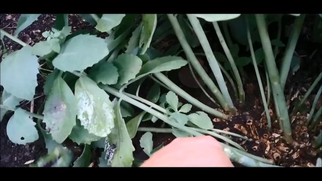 Размножение Седума. Самый простой и доступный способ! Результат 100%! смотреть онлайн