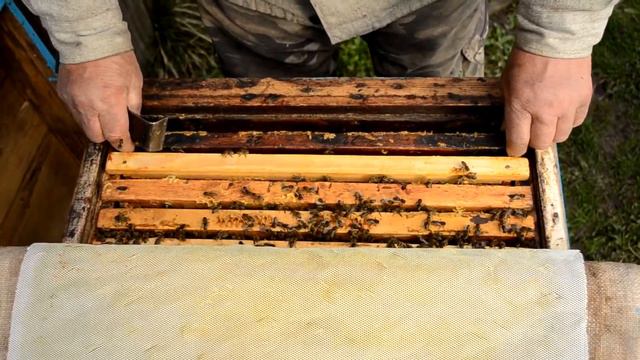 Весна. Семья без матки. Что делать? смотреть онлайн