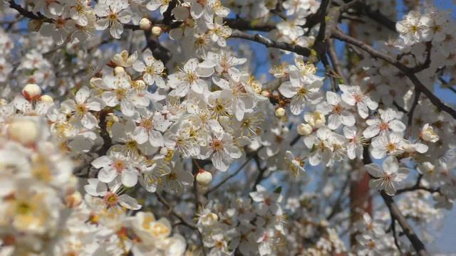 Показываю цветущие деревья на юге в нашем саду. Вот такая у нас весна в Краснодарском крае смотреть онлайн