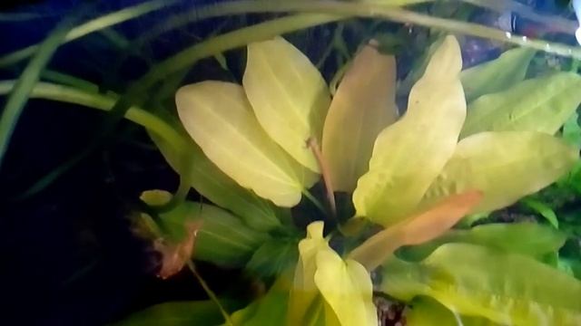 Цветение Эхинодоруса. смотреть онлайн