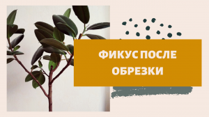 Что будет с фикусом после обрезки?!