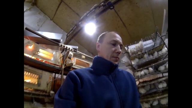 ОЧЕНЬ ВАЖНО!!! Пересадил техасских перепелов семьями//содержание техасского перепела смотреть онлайн