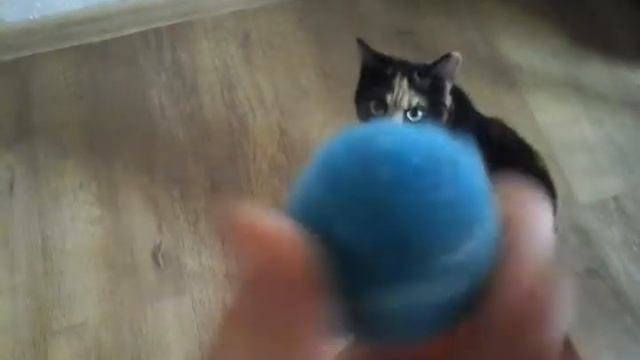 Топ 3 как поиграть с кошкой смотреть онлайн