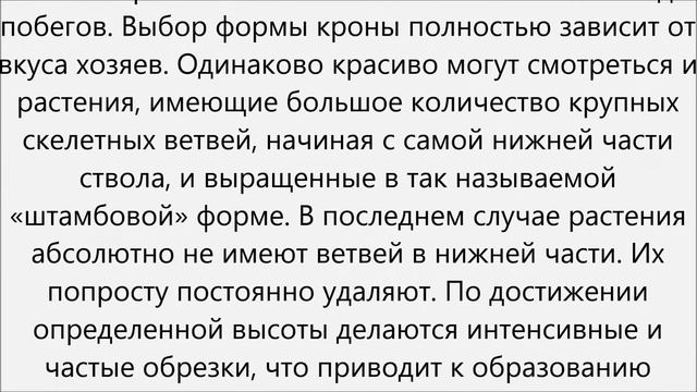 Бересклет уход.Бересклет посадка и уход смотреть онлайн