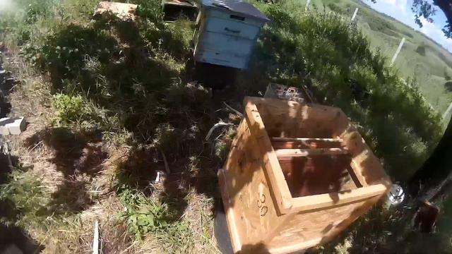 Пересадка роев с ловушек