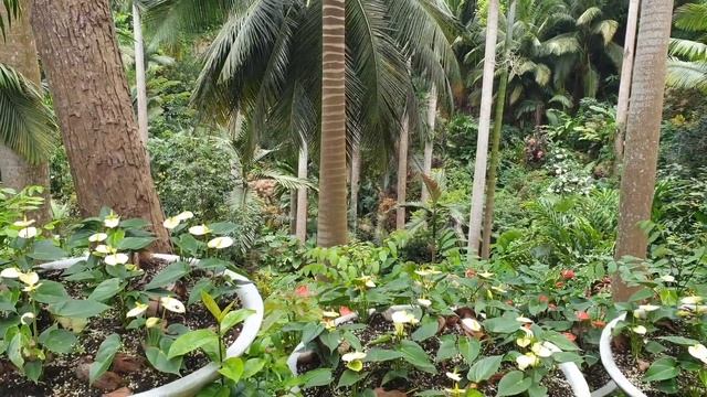 The Beautiful Hunte's Gardens Barbados and going home смотреть онлайн