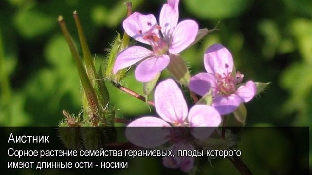 Аистник. Толковый Видеословарь русского языка смотреть онлайн