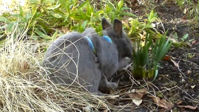 Кролик венский голубой смотреть онлайн
