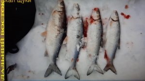 Зимняя рыбалка на Амуре Рыбалка на сига зимой.mp4