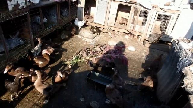 Гибрид дикой щирицы и амаранта "Валентины" смотреть онлайн