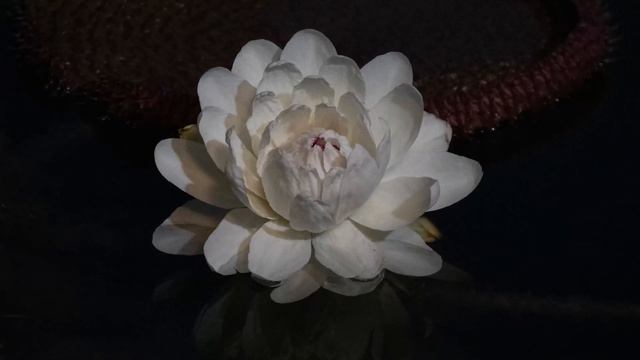 Time Lapse of a Victoria Water Lily Blooming on September 21, 2020 смотреть онлайн