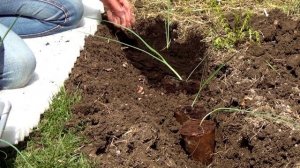 Посадка лука-порея в грунт