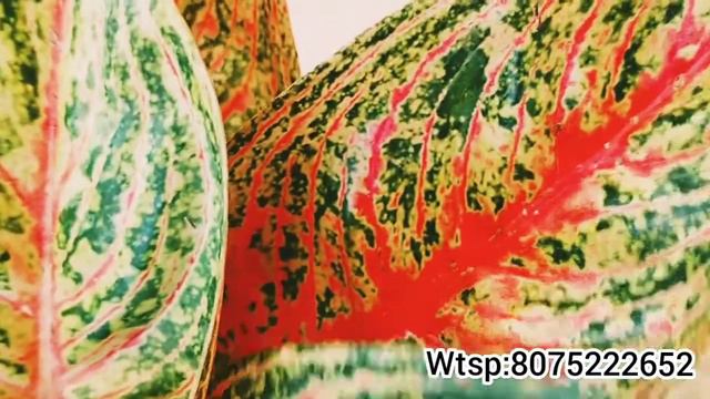 Online sale||Aglaonema||Snake plant||Monstera adansoni || Benzy's Vlog смотреть онлайн