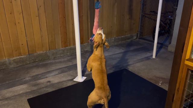 Pit Bull Training Camp смотреть онлайн