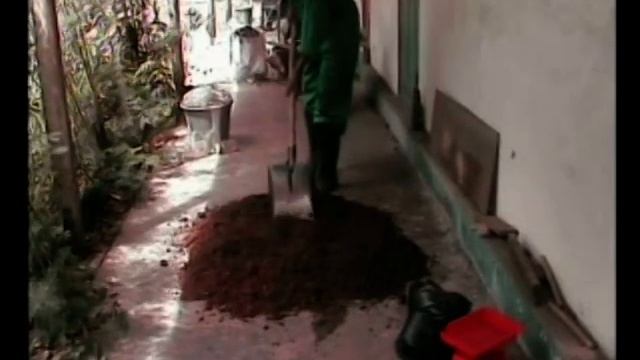 Culture De Champignon à Pointe-Noire (Congo Brazzaville)