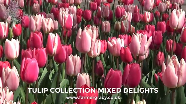 Tulip collection 'Mixed Delights' - FarmerGracy.co.uk смотреть онлайн