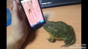 Смешные лягушки