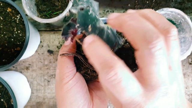 BLACK MAMBA BEGONIA: CARE AND PROPAGATION #begonia #gardening смотреть онлайн