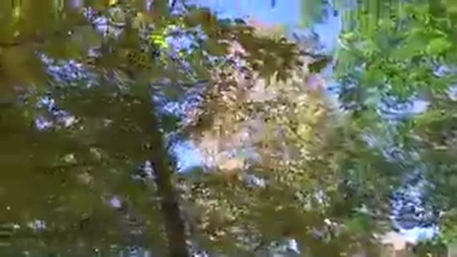 Kawartha Lakes - Butch - The Tree Guy - Git 'eh Done смотреть онлайн