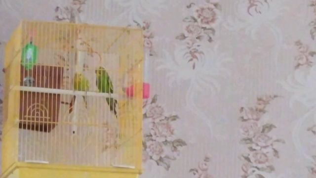 Домашние попугаи. Мамочка не пускает самца в домик. смотреть онлайн