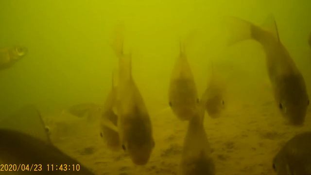 Карась поднялся смотреть онлайн