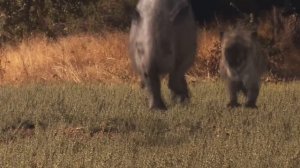 Гиенодон Ужасный | Главный Хищник Миоцена