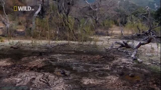 Arctodus in tar pit - Арктодус в смоляной яме [RUS] смотреть онлайн