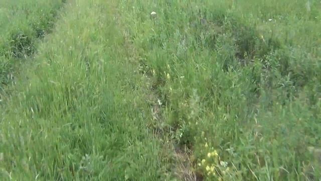 Как добыть медведя1 Признаки наличия медведей в угодьях смотреть онлайн