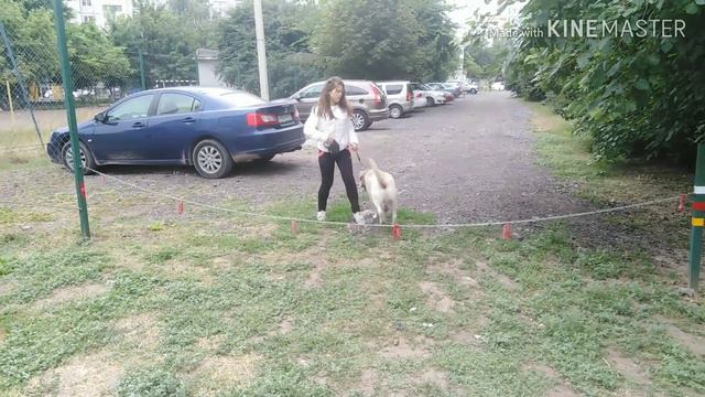 Гуляем с Марли и прыгаем) смотреть онлайн