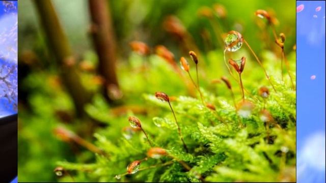 Биология, 6 кл., § 21 "Отдел Моховидные. Общая характеристика и значение" смотреть онлайн