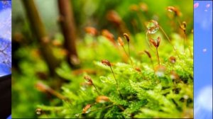 Биология, 6 кл., § 21 "Отдел Моховидные. Общая характеристика и значение"