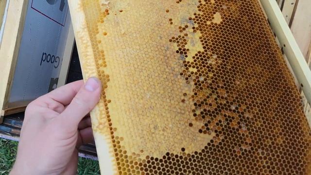 КАК УВЕЛИЧИТЬ КАЧЕСТВО РАСПЛОДА ВЕСНОЙ для каких целей это нужно ✅☝️? смотреть онлайн