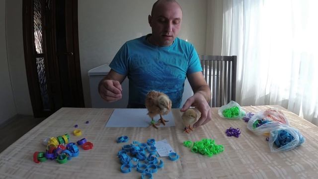 Кольцевание гусей,кур,цыплят//Размеры колец с AliExpress смотреть онлайн