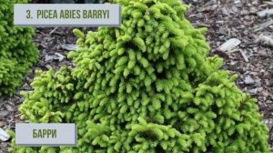 ТОП 5 карликовых елей для сада