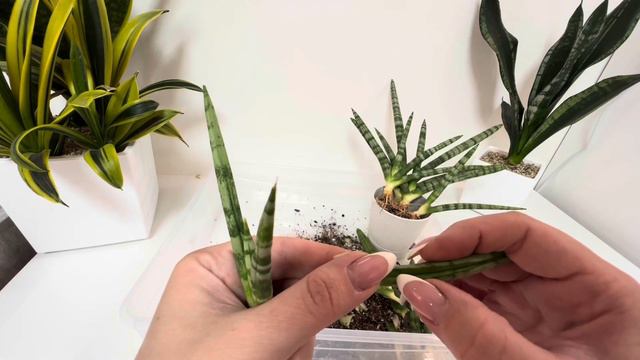 Расселение цветочной коммуналки / рассадка Сансевиерии Бонсель ￼/ #сансевиерия