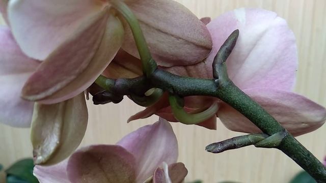 СОХРАНИТЕ орхидеи БУТОНЫ! таков УХОД орхидеи! БУТОНЫ требуют ПОДХОД! орхидеи НЕ БУДУТ СЫПАТЬ бутоны