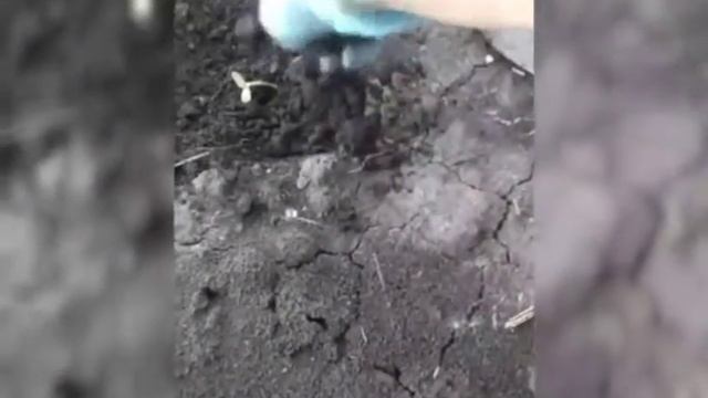 сажаем подсолнухи смотреть онлайн