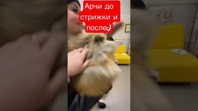 Арчи до стрижки и после☺️ смотреть онлайн