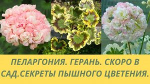 Пеларгония.Герань.Что необходимо сделать весной чтобы герань росла и пышно цвела.Обзор пеларгоний.