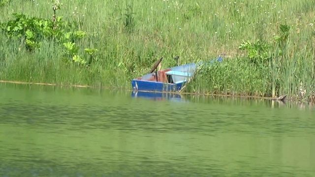 Зум Sony DSC 300 смотреть онлайн